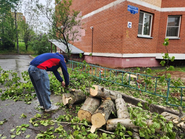 Аварийное дерево спилили в проезде Павла Блинова