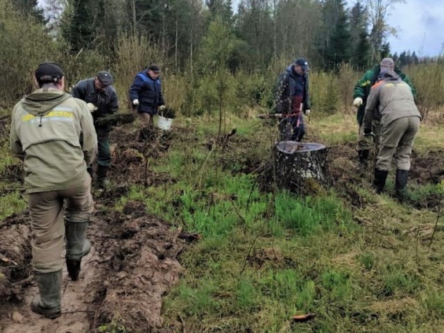 Клинские лесничие высадили более трех тысяч молодых елей