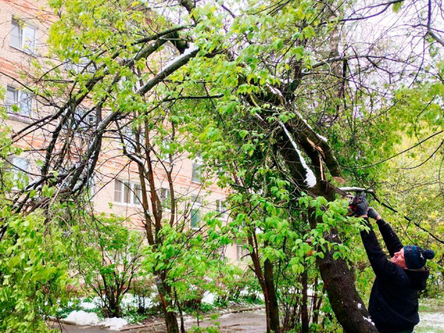 500 деревьев распилено: в Лобне подвели итоги сложного дня из-за непогоды