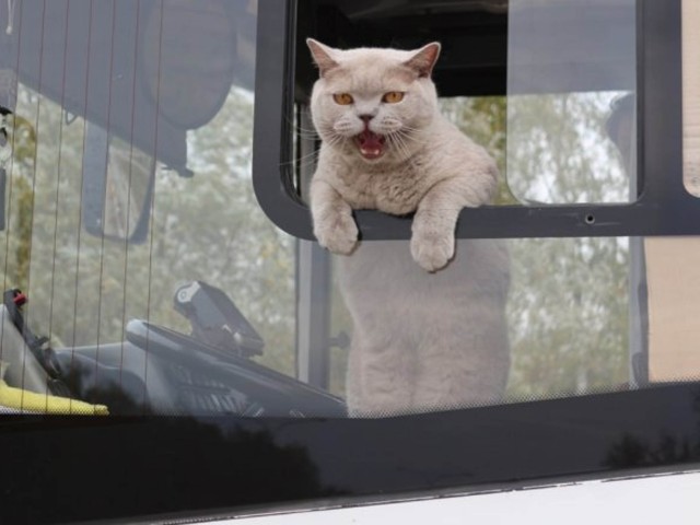 Как правильно перевозить животных в автобусе, объяснили в «Мострансавто»