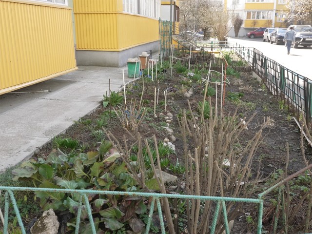 Огород в большом городе: что можно посадить у подъезда