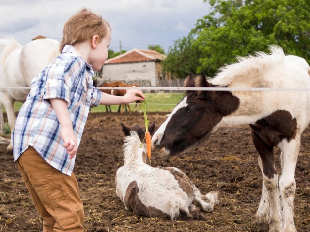 Кони, сосны и село: где провести каникулы школьникам в Зарайске