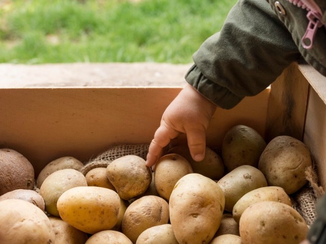 В Одинцове картошка станет дешевле на 15% к середине мая