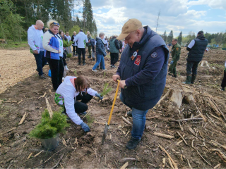 В лесу под Алексино высадили более 10 тыс сосен