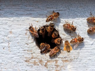 Каширским пчеловодам рекомендовали уберечь насекомых во время обработки полей