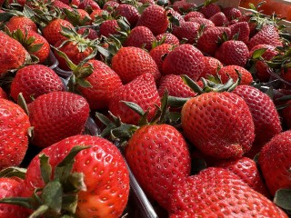 Сезон клубники стартовал: фирменные павильоны открылись в Одинцове