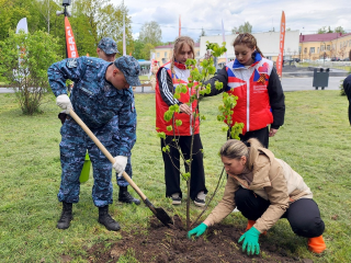 На Аллее Славы в Луховицах высадили липы и каштан