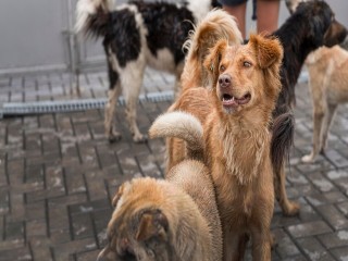 В деревне Жуково отловят бездомных собак