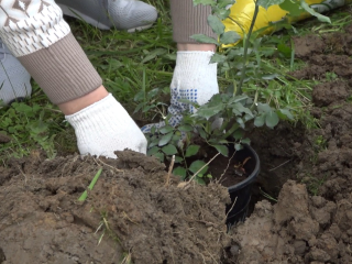 Что нельзя делать в огороде и саду 20 мая при убывающей луне в Водолее
