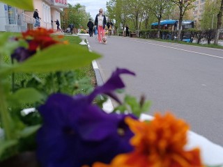 Рассаду ярких цветов высадили в вазоны на улице Ленина в Лобне
