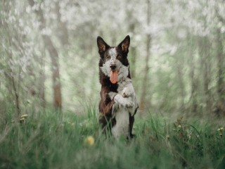 Пес-фотомодель Милан из Истры станет героем мультфильма