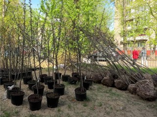 Десятки деревьев и кустарников высаживают на улице Советской