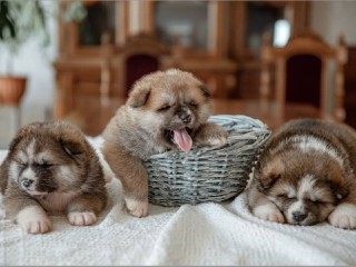 Жители Фрязина ищут хозяев для четырех бездомных щенков