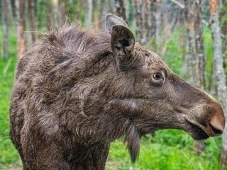 В Вельяминове заметили испуганного лосенка