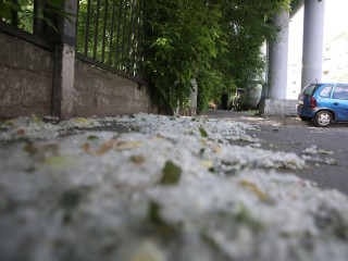 Тополиный пух вылетит раньше срока в этом году