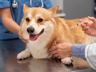В Домодедове в июне пройдет бесплатная вакцинация домашних животных