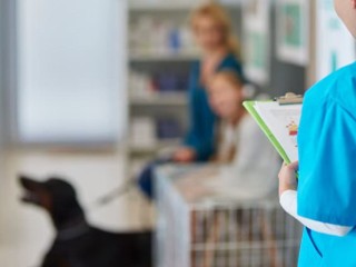 Прививки от бешенства домашним животным ветеринары 13 мая сделают в Запрудне