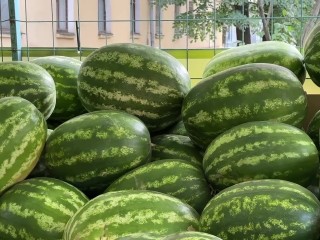 Майские арбузы признали способными вызвать отравление