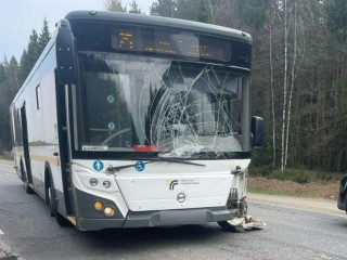 В Подмосковье под колесами погибло стадо лосей и косуль