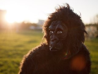Осторожно, горилла на свободе! В Домодедове замечен странный пешеход