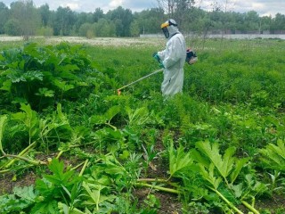 В Орехово-Зуеве приступили к обработке территорий от борщевика Сосновского