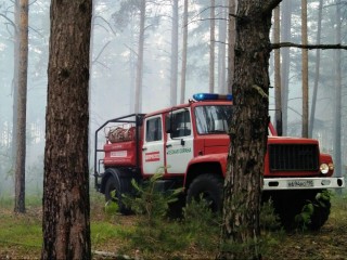 Назван главный источник пожаров в подмосковных лесах