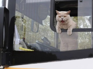 Объявлена стоимость провоза животных в автобусах Подмосковья