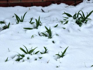 Городской округ Химки настигнут очередные заморозки и мокрый снег