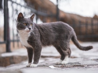 Дзержинский кот выжил после столкновения с автомобилем на большой скорости
