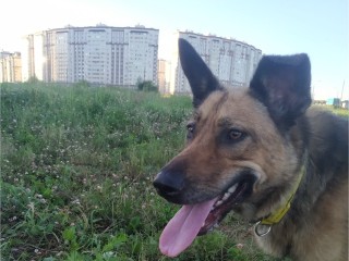 Как собака с улицы Домодедова стала любимицей в доме на Волге