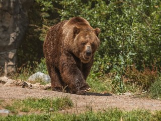 Медведице, которую спасли в Клину, провели операцию на лопатку