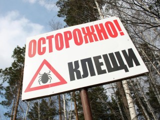 Укусы незаметны, а риск велик: почему нельзя игнорировать клещей