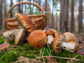 Биолог из Клина пообещал рекордный урожай грибов в начале лета
