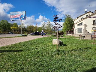 На Аллее приборостроителей высадили десять кленов в честь 80-летия Великой Победы