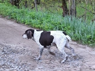 Охотничья собака разгуливает по улицам Воскресенска в поисках хозяина