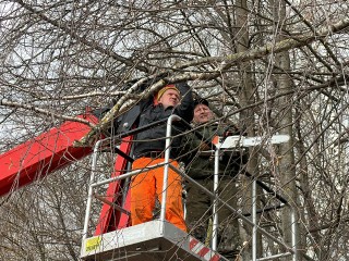 По просьбам жителей на ул. Полевой в Талдоме опилили аварийное дерево
