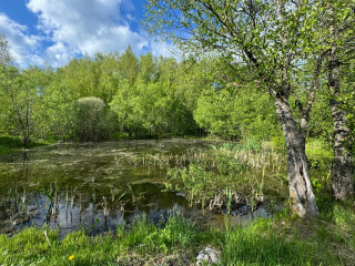В Леспромхозе под Можайском очистят пожарный пруд