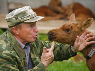 В Ногинске лосенок выбежал на трассу и едва не попал под машину
