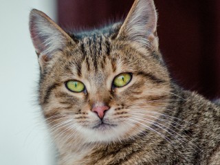 Кота без части лапы ищут в Домодедове