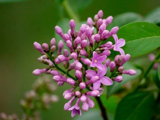 Жителям Лотошина не советуют обрывать сирень на улицах