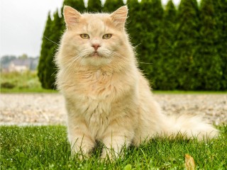 В Химках пропала кошка породы мейн-кун с серебристой отметиной