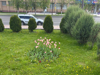 В Наро-Фоминске хулиганы сорвали более сотни тюльпанов с клумбы на площади