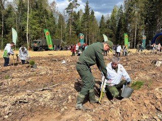 В Рузском округе высадили более 10 тыс. сосен в рамках акции «Сад памяти»