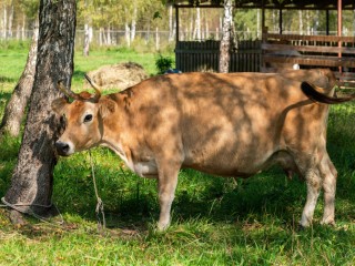 Ветеринары Подмосковья предотвратили распространение лейкоза