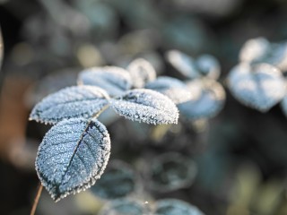 В Лыткарине ожидаются ночные заморозки