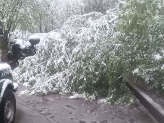 Семь деревьев повалило ветром в Краснознаменске