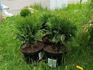 Дошкольники с родителями высадили шаровидные туи у детского сада «Ласточка»