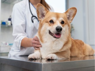 Выездную вакцинацию домашних животных проведут 1 июня в Бронницах