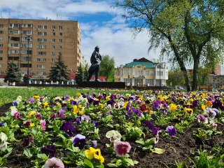 Более 29 тысяч виол и тюльпанов украсили Щелково в мае