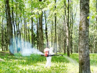 Парк в Волоколамске обработали от борщевика